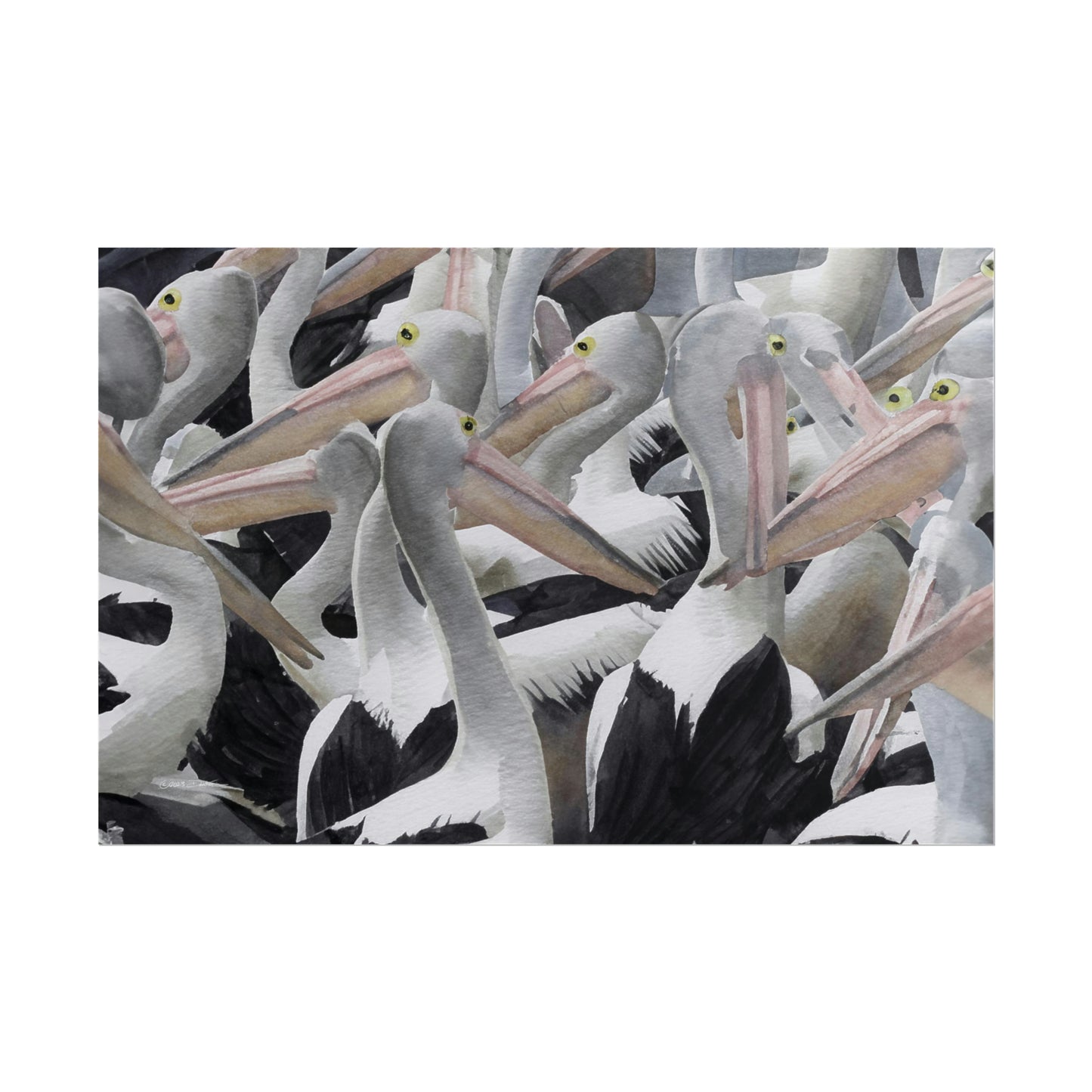 Pelicans, New South Wales, Australia. Unframed digital watercolour print.