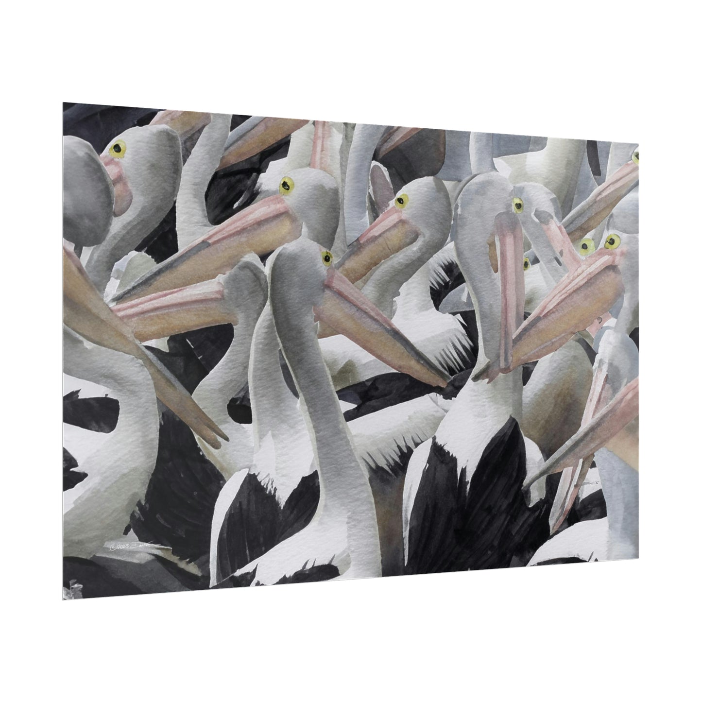 Pelicans, New South Wales, Australia. Unframed digital watercolour print.