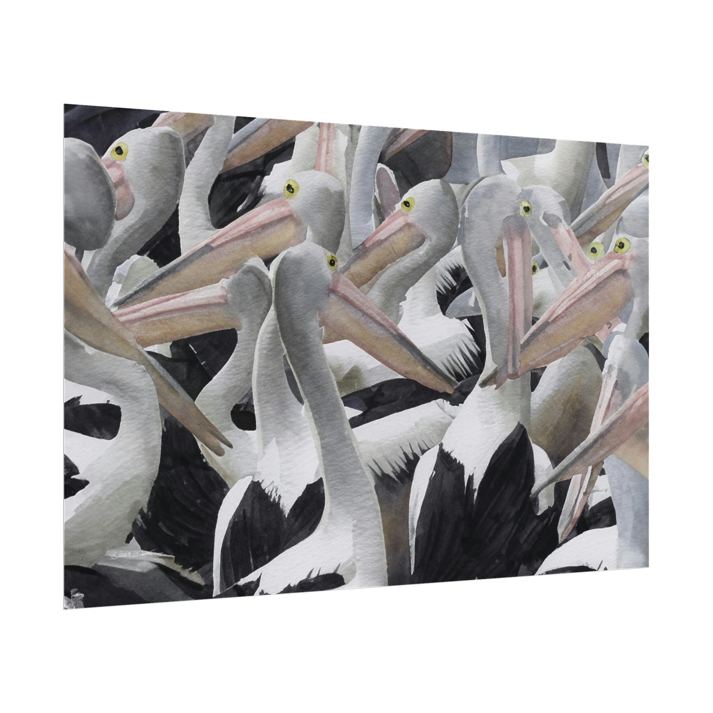 Pelicans, New South Wales, Australia. Unframed digital watercolour print.